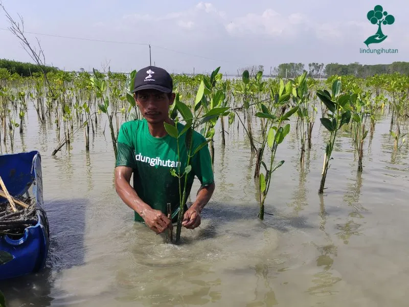 Gambar penanaman mangrove di Desa Bedono Demak