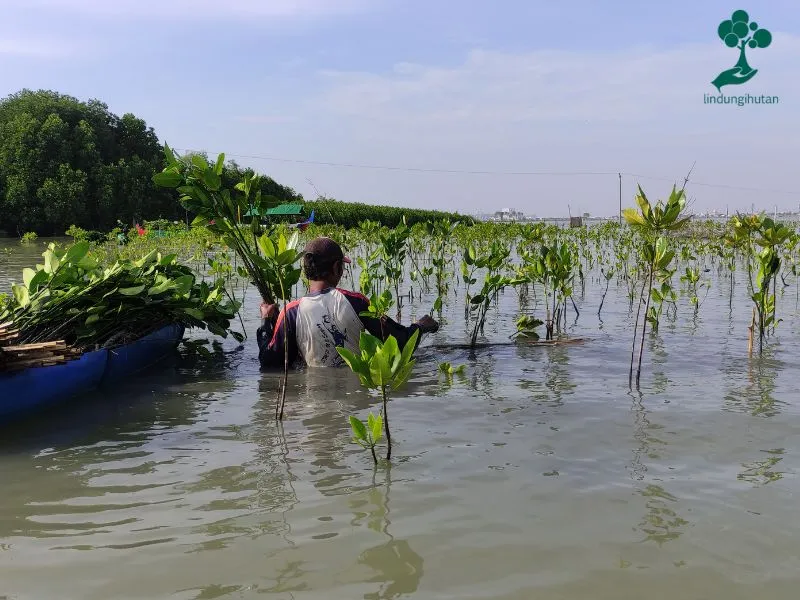Gambar penanaman mangrove