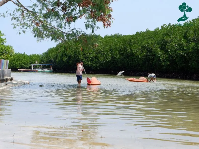 Hutan Mangrove Pulau Pramuka