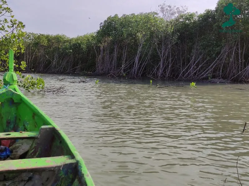 Hutan mangrove desa bedono demak