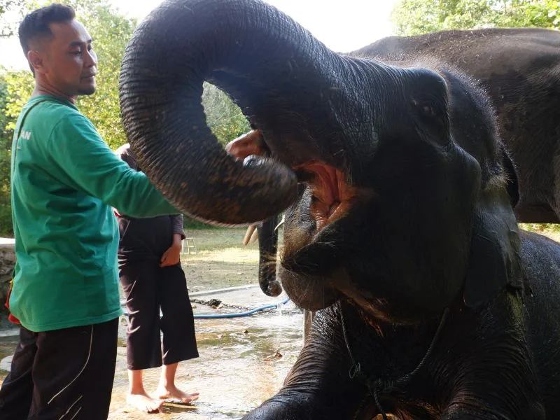 Konservasi Gajah Taman Nasional Way Kambas