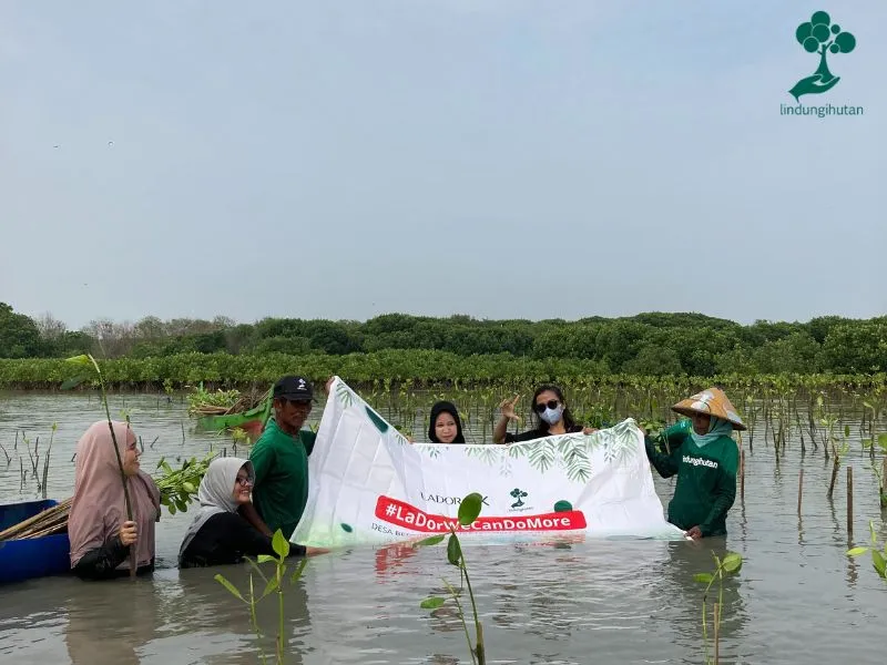 Lador Indonesia menanam mangrove