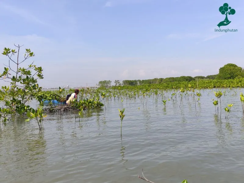 Mangrove Desa Bedono Demak