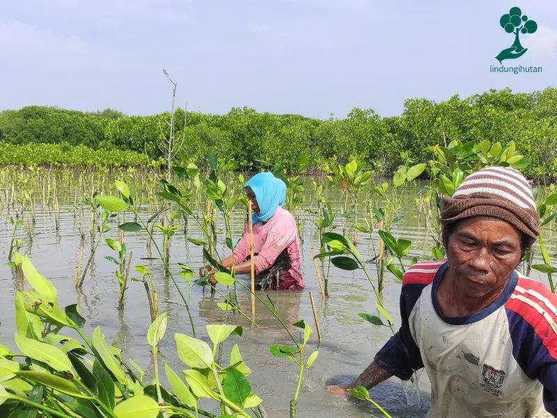 Penanaman mangrove HARA