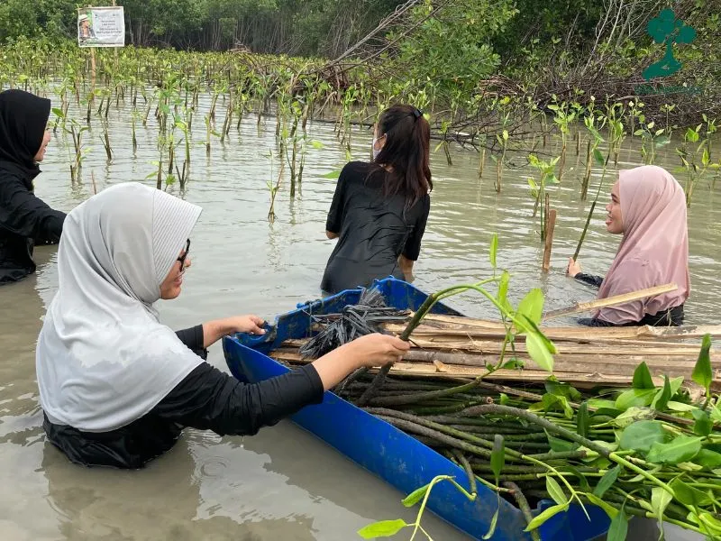Penanaman mangrove Lador