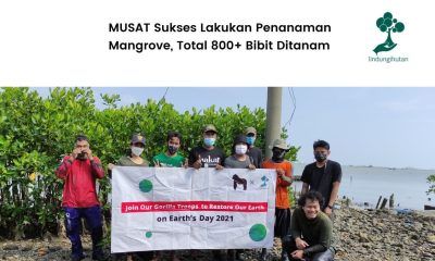 Penanaman mangrove MUSAT Cofee di Tambakrejo Semarang