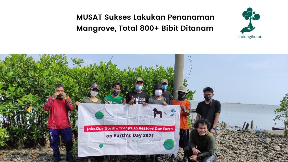 Penanaman mangrove MUSAT Cofee di Tambakrejo Semarang