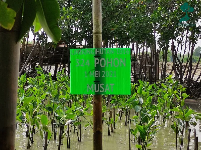 Penanaman mangrove MUSAT