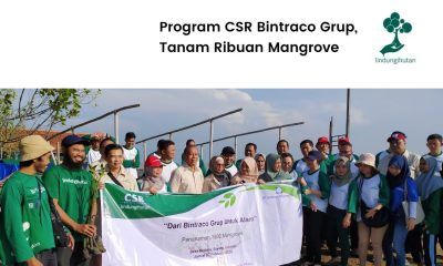 Penanaman mangrove PT Bintraco Dharma Tbk
