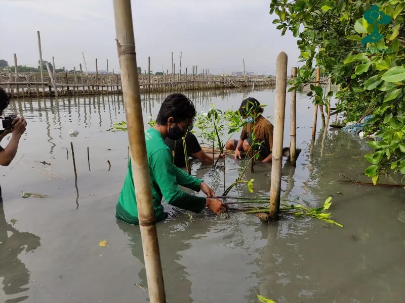Penanaman mangrove di Tambakrejo Semarang