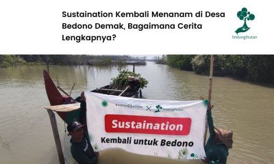 Penanaman mangrove Sustaination di Desa Bedono Demak