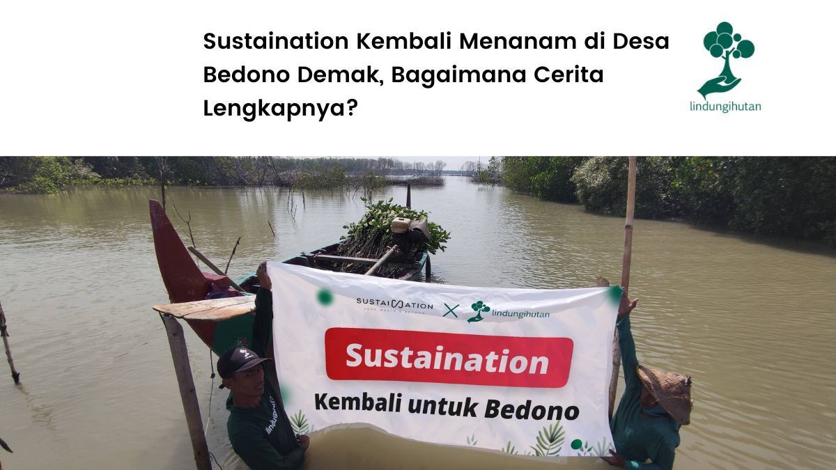 Penanaman mangrove Sustaination di Desa Bedono Demak