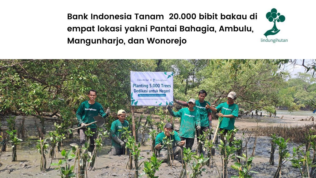 Bank Indonesia Menanam Mangrove