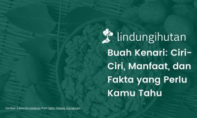 Buah kenari adalah