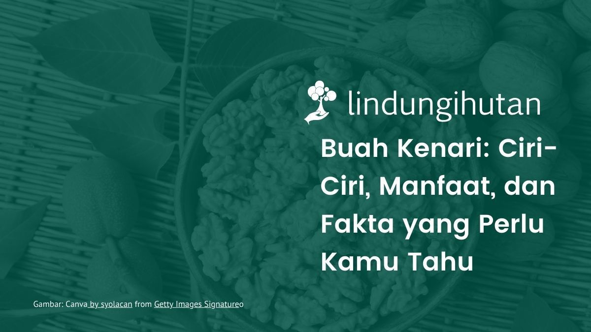 Buah kenari adalah