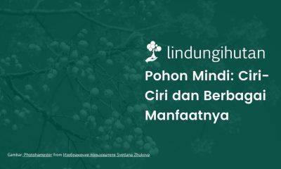 Pohon mindi adalah