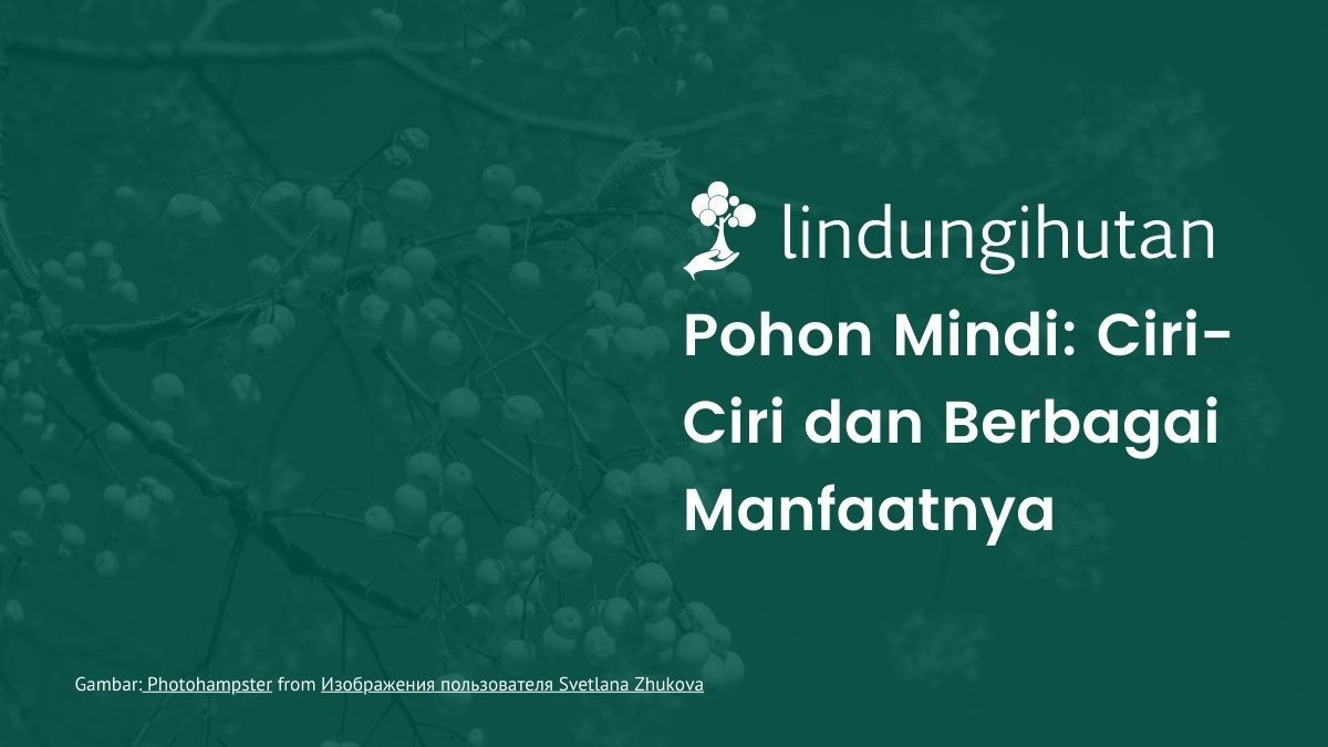Pohon mindi adalah