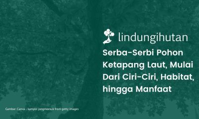 Pohon ketapang laut