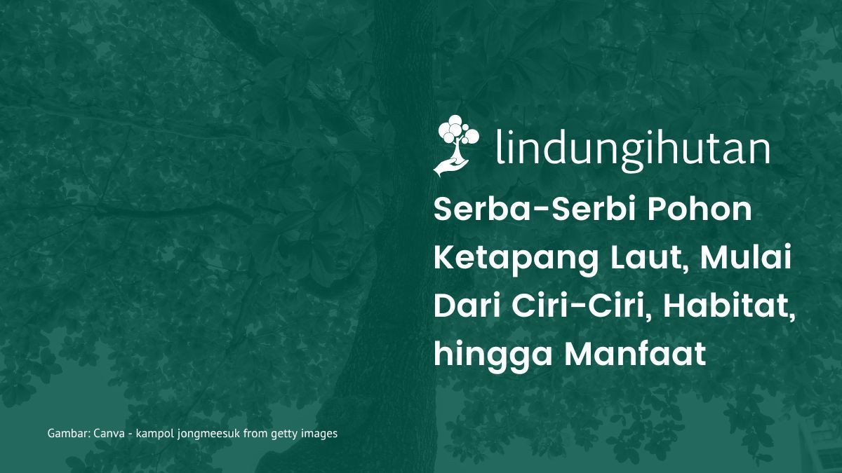 Pohon ketapang laut