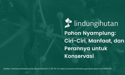 Pohon nyamplung adalah