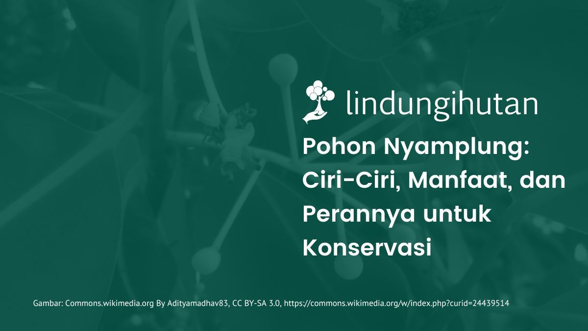 Pohon nyamplung adalah