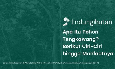Pohon tengkawang