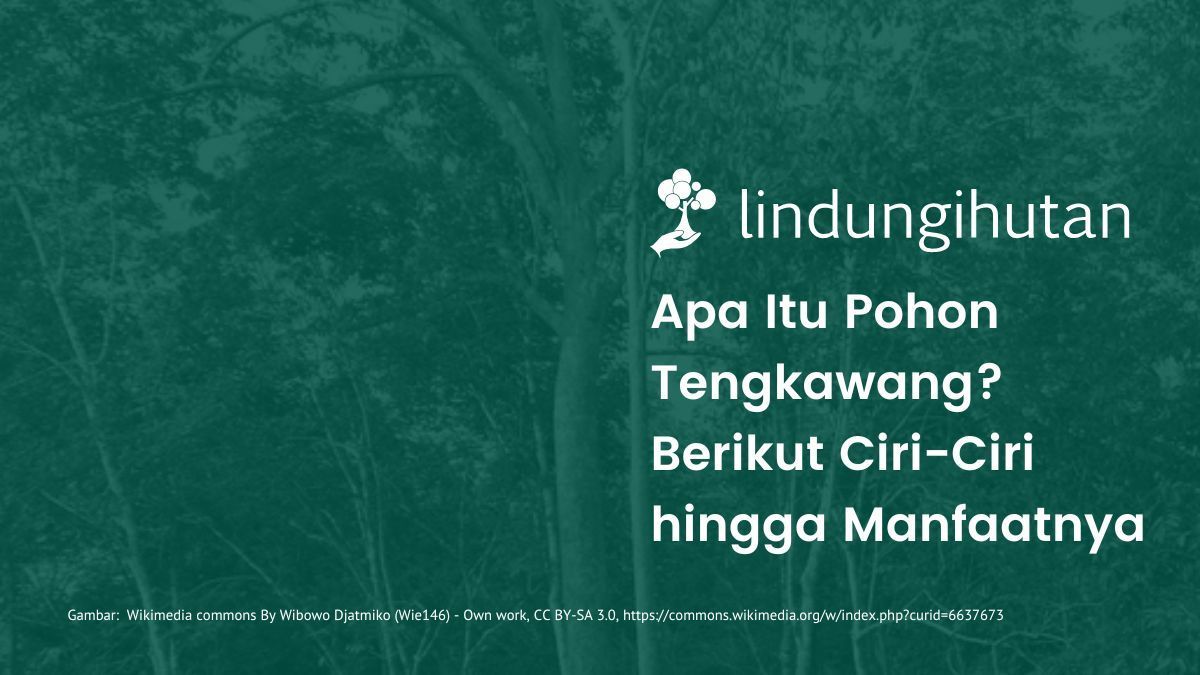 Pohon tengkawang