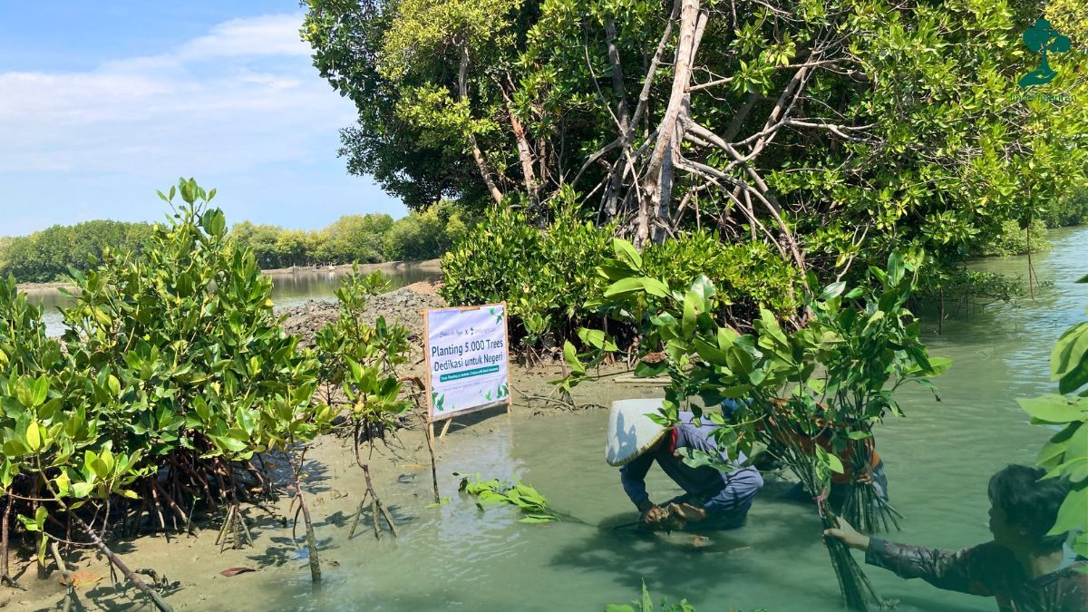 bank indonesia penanaman pohon Kawasan Hutan Mangrove Ambulu Cirebon