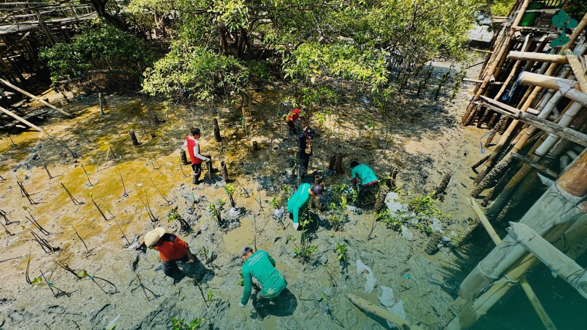 ekowisata mangrove wonorejo surabaya lindungihutan