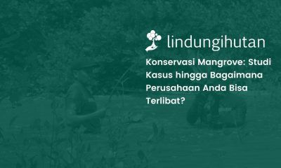 upaya Konservasi mangrove