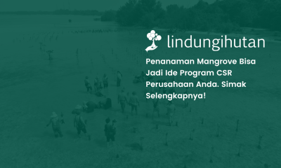 penanaman mangrove