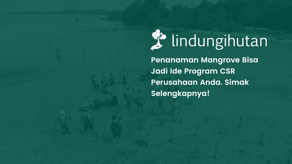 penanaman mangrove