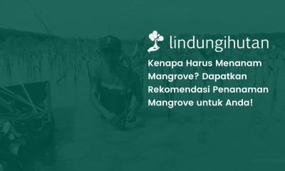 tujuan penanaman mangrove
