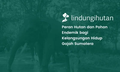 Konservasi gajah sumatera di Taman Nasional Way Kambas