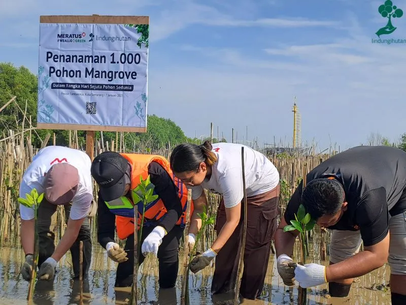 Meratus Group menanam mangrove 1.000 pohon