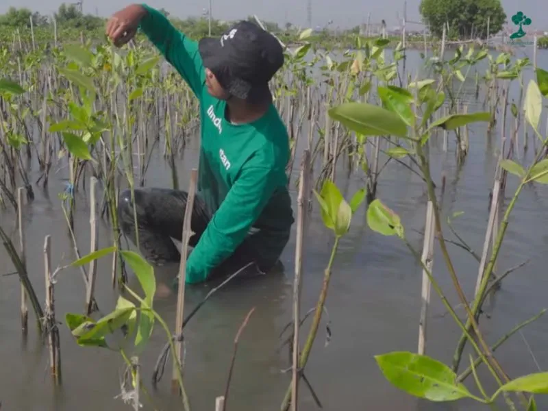 Monitoring pohon LindungiHutan 1
