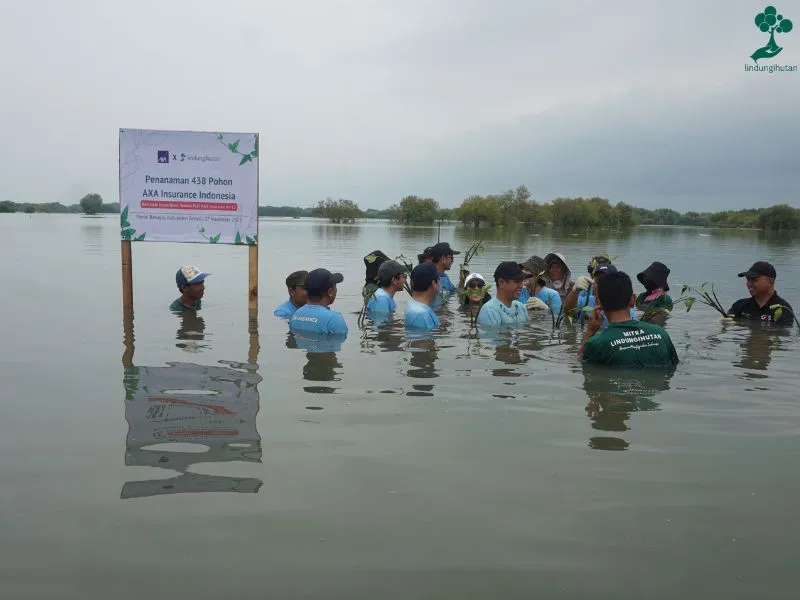 AXA Insurance Berbagi Pengalaman Kolaborasi Hijau dengan LindungiHutan 83 Penanaman mangrove AXA Insurance di Bekasi 1