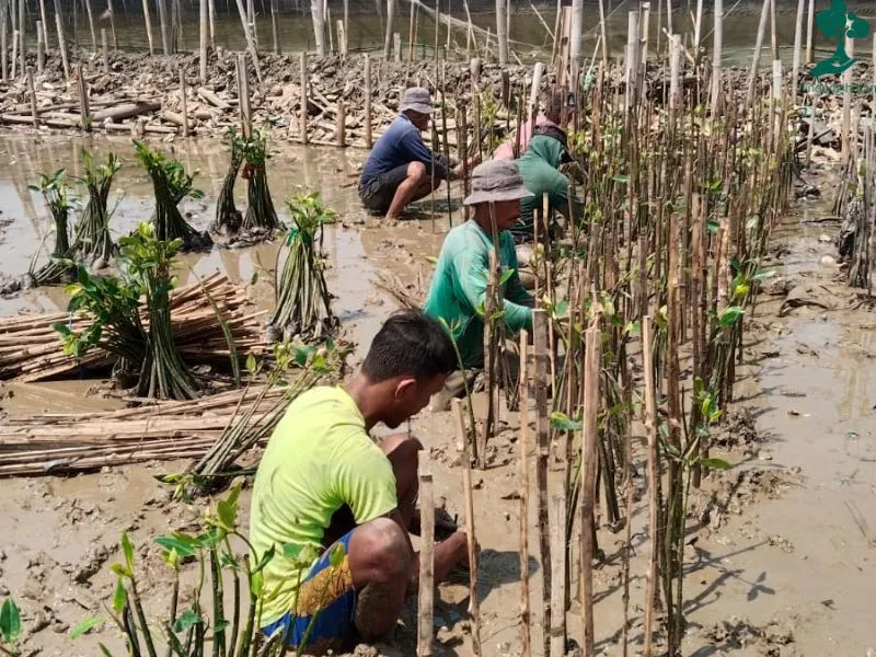 Penanaman mangrove di Pantai Tambakrejo Semarang