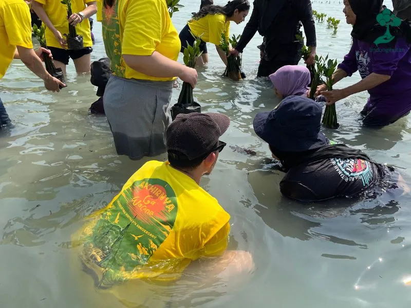 Program penanaman mangrove Asetku