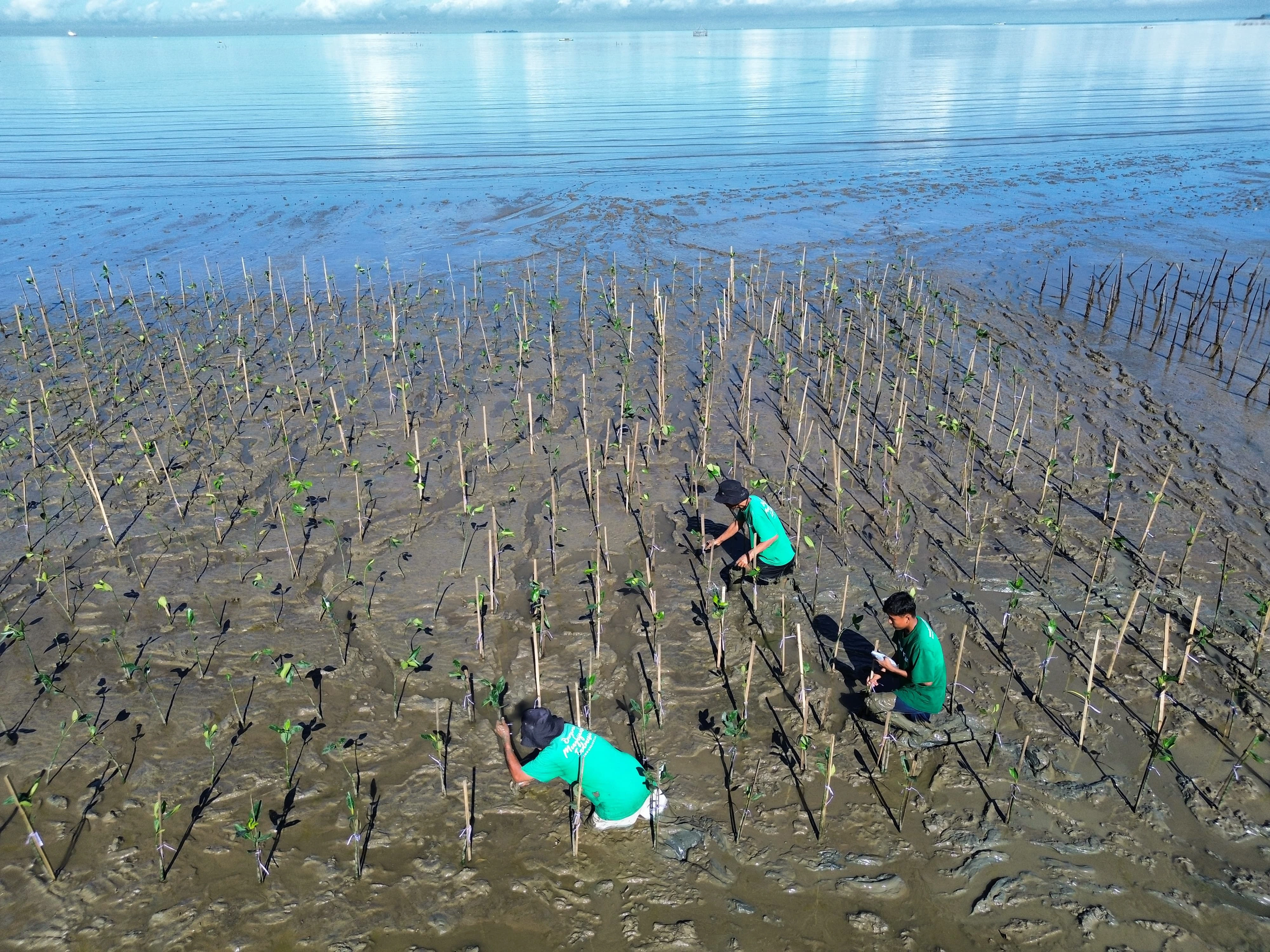 Lokasi penanaman mangrove InJourney Aviation Services