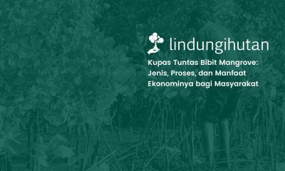 bibit mangrove LindungiHutan