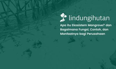 ekosistem mangrove LindungiHutan