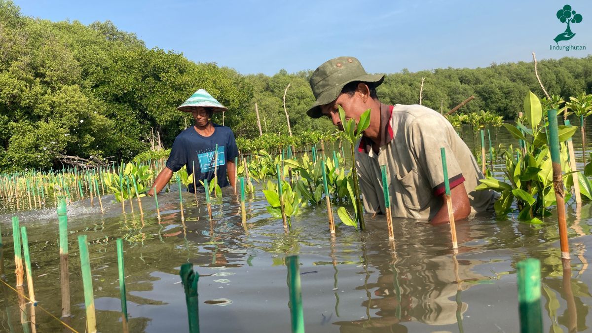 manfaat mangrove