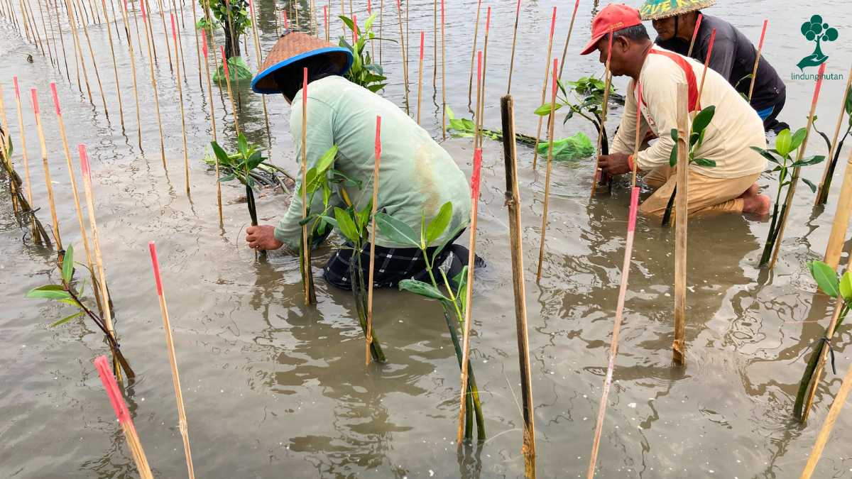 kim jiwoong lindungihutanhutan kampanye alam