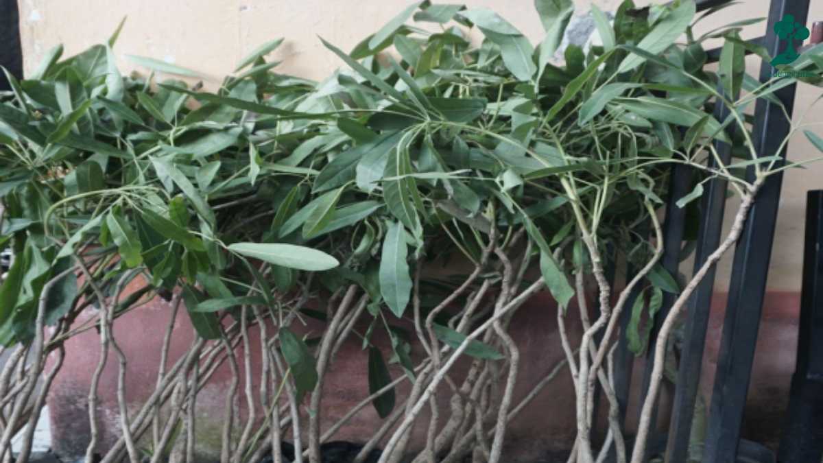 pohon Tabebuya kampanye alam diska
