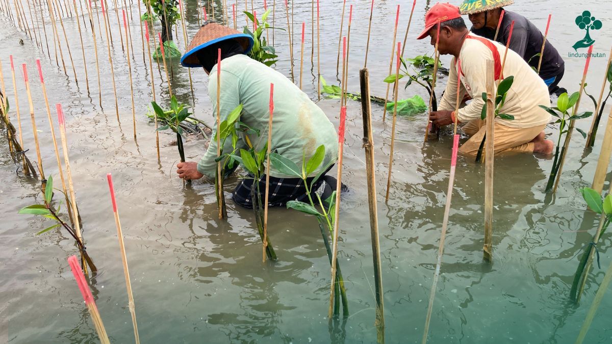 carbon offset mangrove pdf