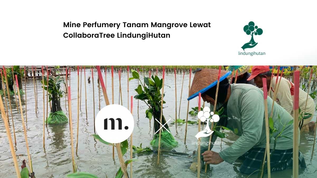 mine perfumery lindungihutan pantai mangunharjo