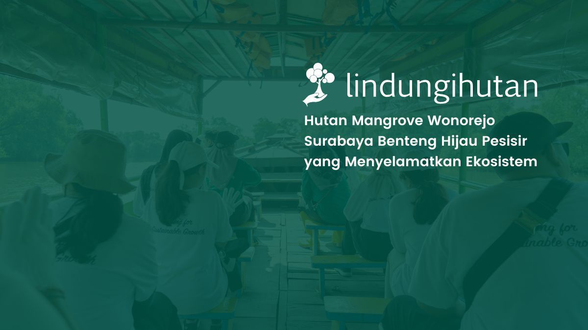 hutan mangrove wonorejo semarang lindungihutan