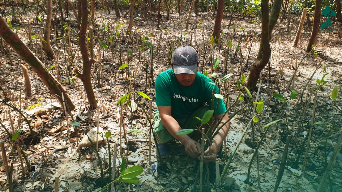 hutan mangrove wonorejo surabaya