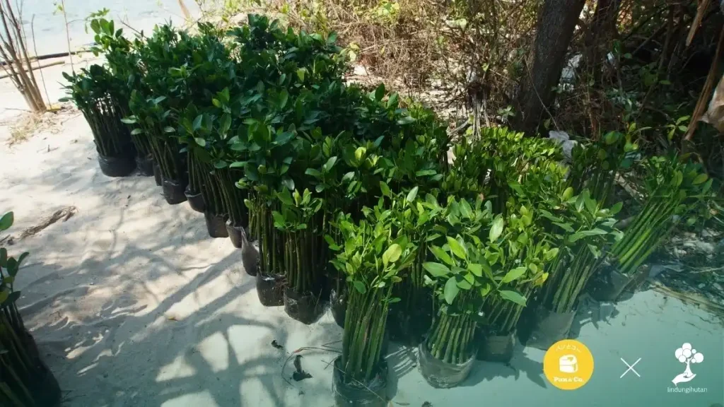 panco pan&co di pulau pari kepulauan seribu lindungihutan menanam pohon mangrove